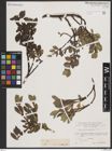 Foto von Salix breviserrata Flod.